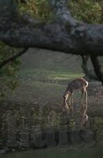91麻豆视频直播-探索91麻豆视频直播的多元化平台与影响探讨